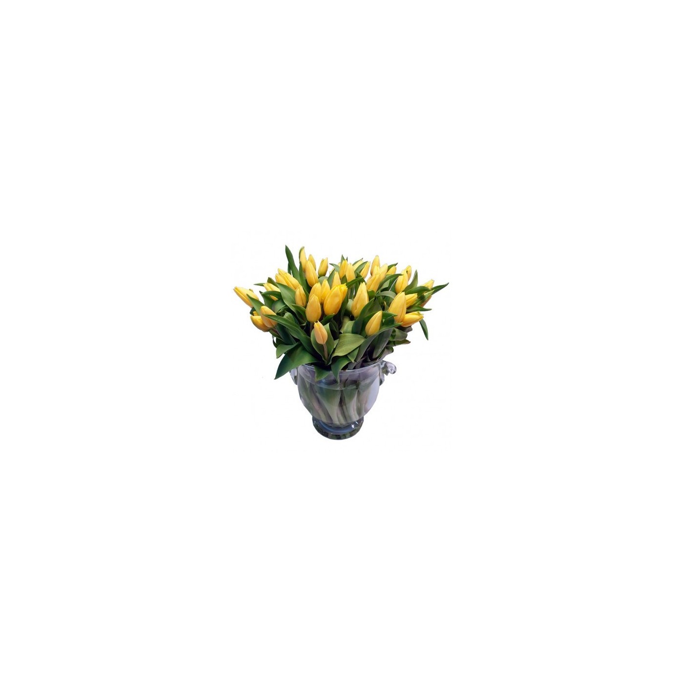 YELLOW TULIPS