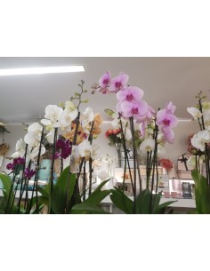 🌷 Orquídea - Phalaenopsis de tres varas | Menta Floristas | Floristería en Lugo