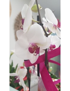 🌷 Orquídea - Phalaenopsis de tres varas | Menta Floristas | Floristería en Lugo 2