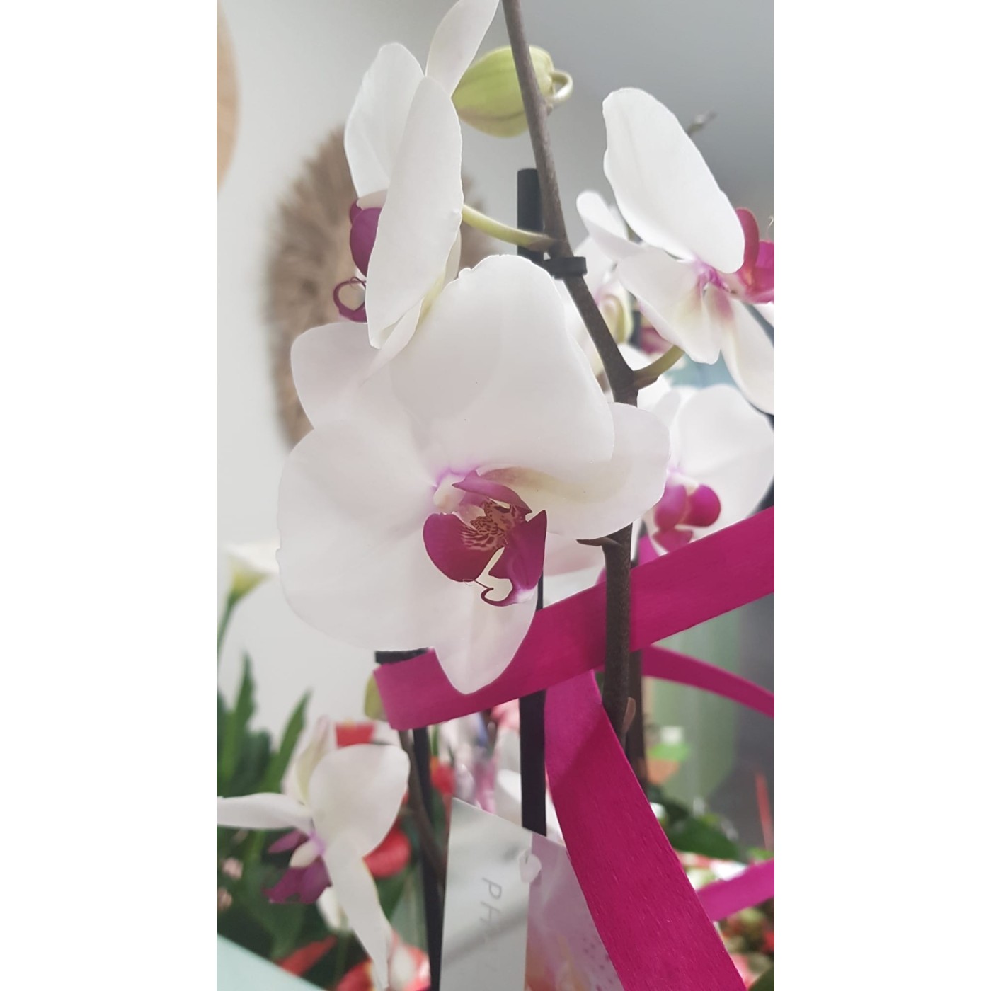 🌷 Orquídea - Phalaenopsis de tres varas | Menta Floristas | Floristería en Lugo