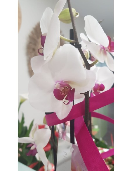 🌷 Orquídea - Phalaenopsis de tres varas | Menta Floristas | Floristería en Lugo
