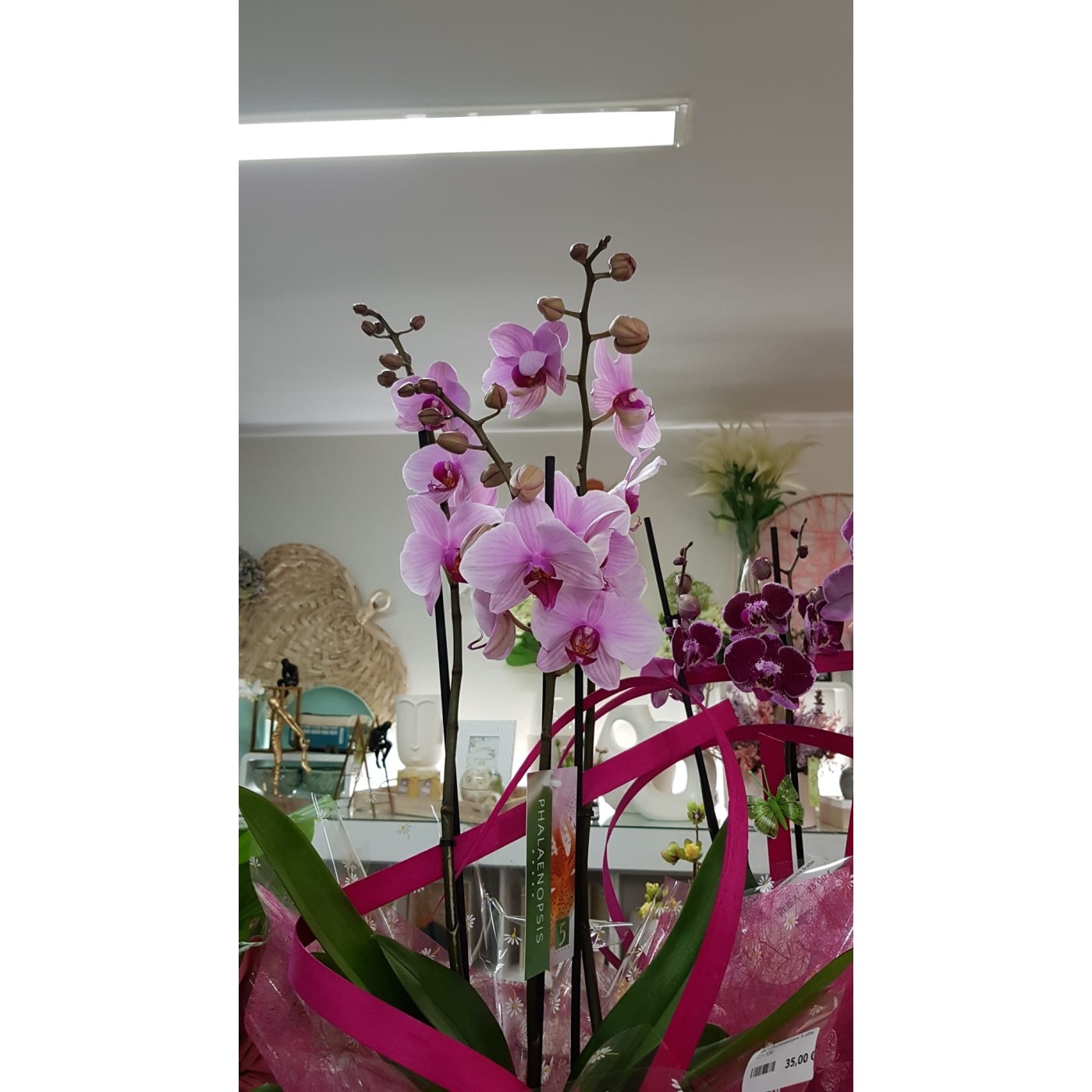 🌷 Orquídea - Phalaenopsis de tres varas | Menta Floristas | Floristería en Lugo