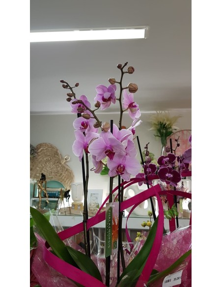 🌷 Orquídea - Phalaenopsis de tres varas | Menta Floristas | Floristería en Lugo