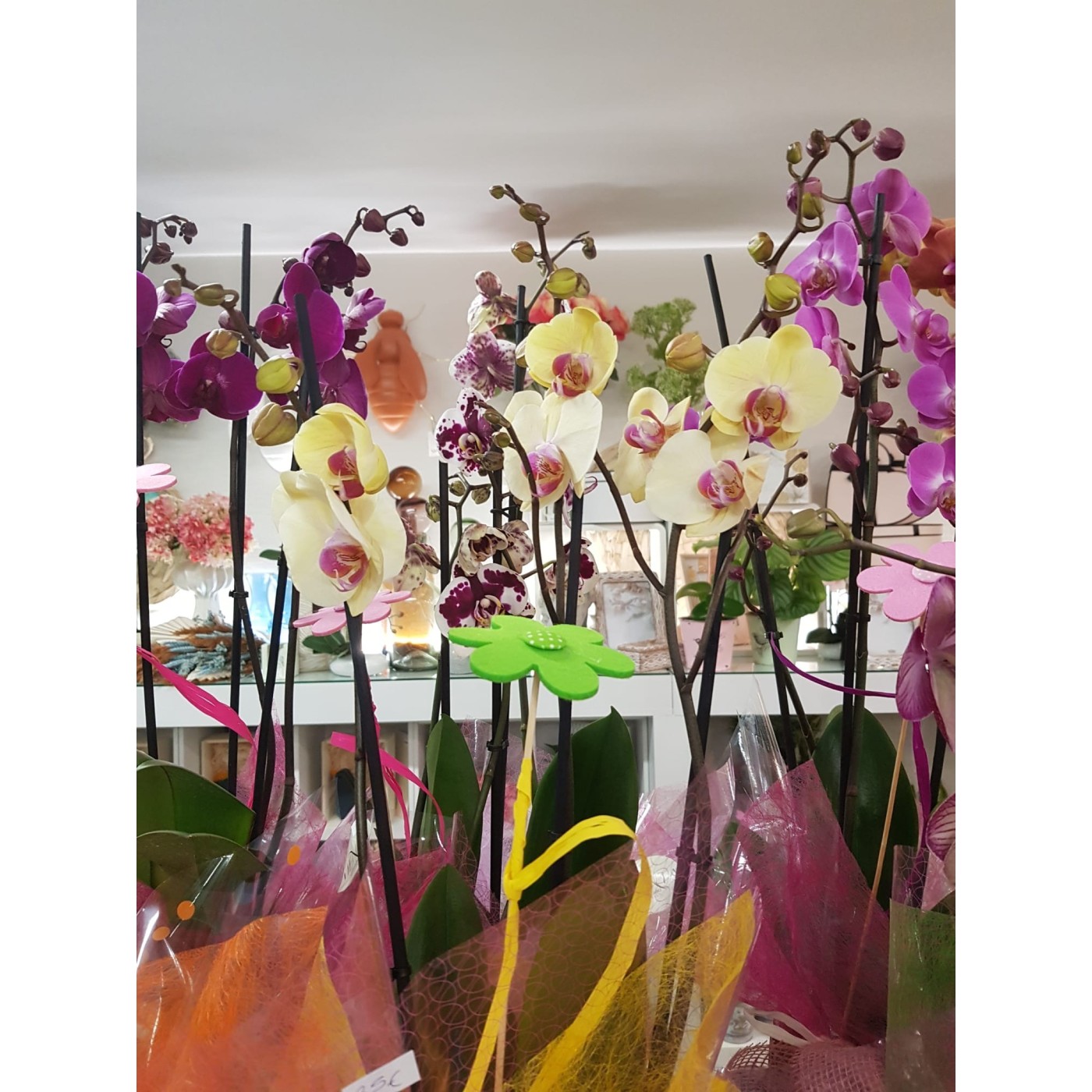 🌷 Orquídea - Phalaenopsis de tres varas | Menta Floristas | Floristería en Lugo