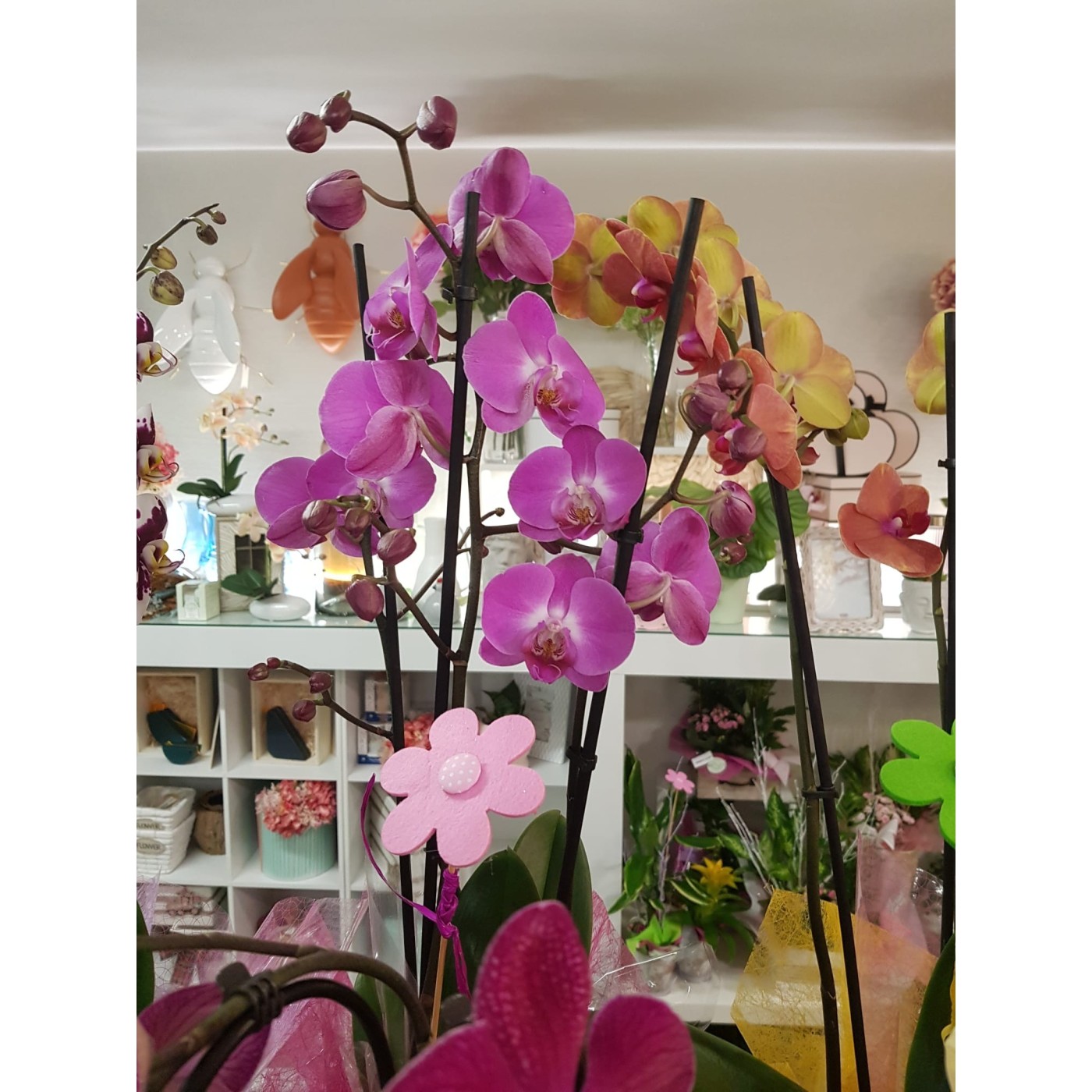 🌷 Orquídea - Phalaenopsis de tres varas | Menta Floristas | Floristería en Lugo