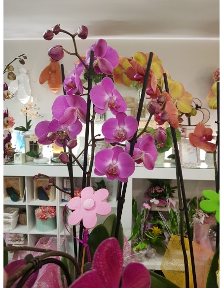 🌷 Orquídea - Phalaenopsis de tres varas | Menta Floristas | Floristería en Lugo