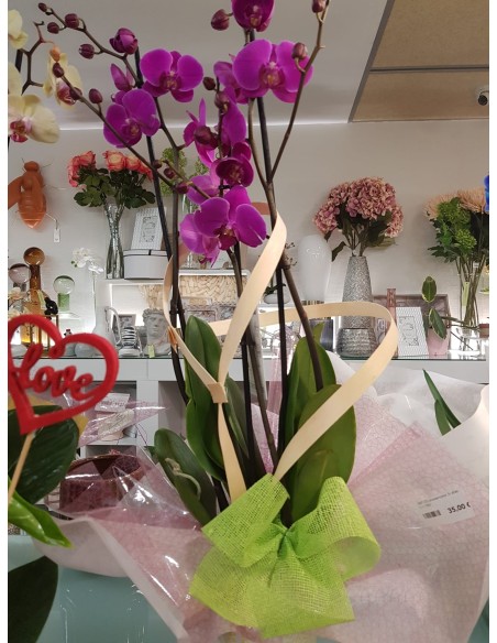 🌷 Orquídea - Phalaenopsis de tres varas | Menta Floristas | Floristería en Lugo