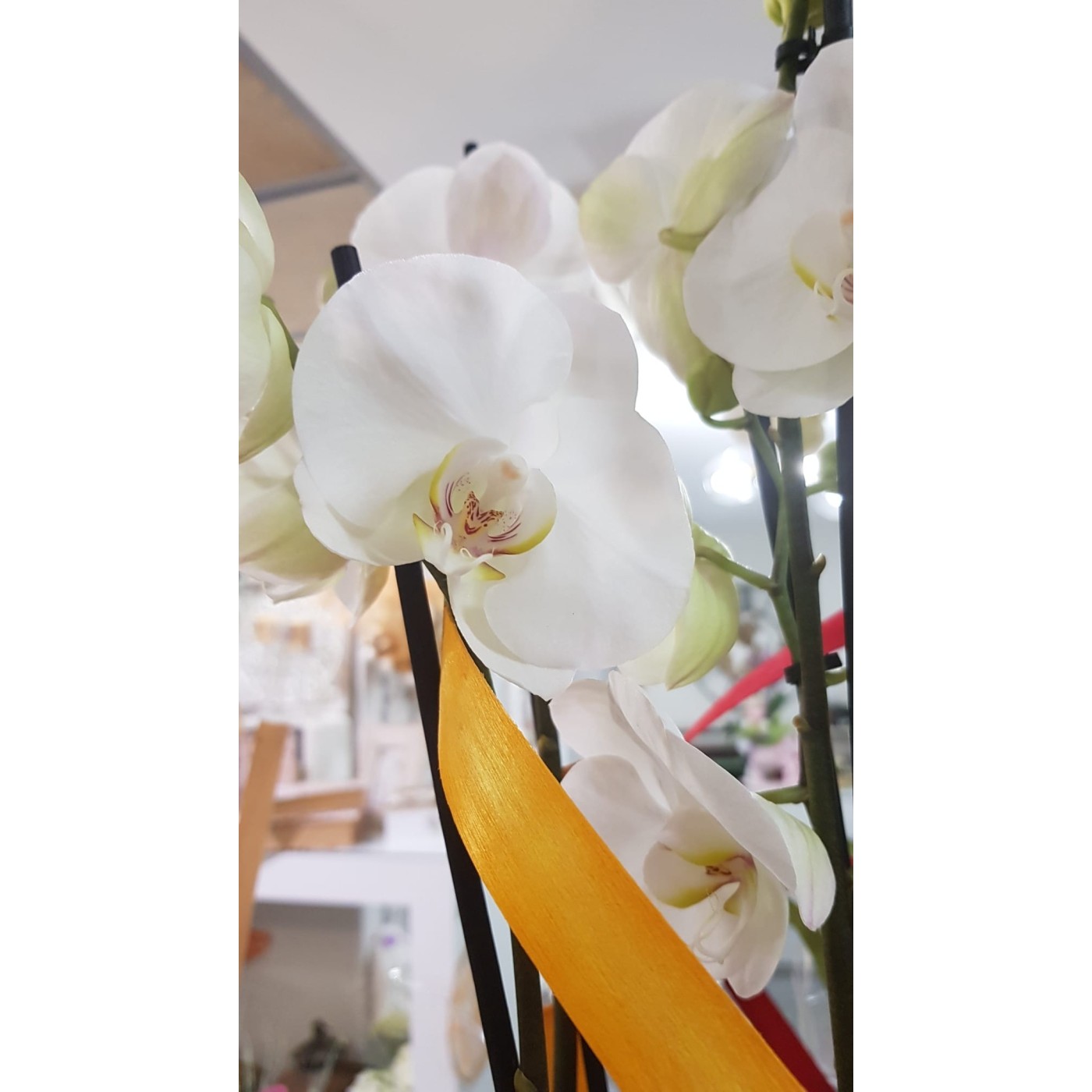 🌷 Orquídea - Phalaenopsis de tres varas | Menta Floristas | Floristería en Lugo