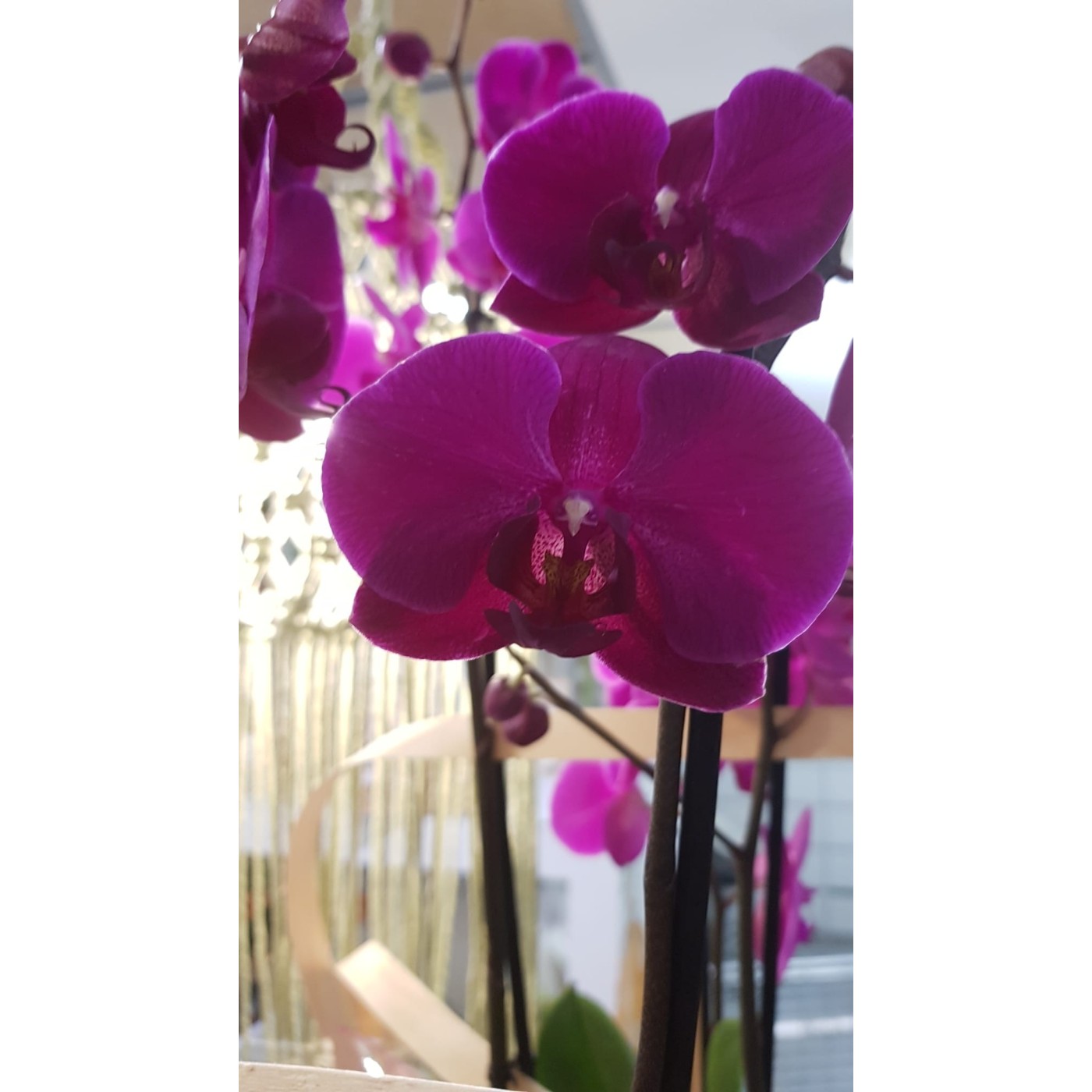 🌷 Orquídea - Phalaenopsis de tres varas | Menta Floristas | Floristería en Lugo