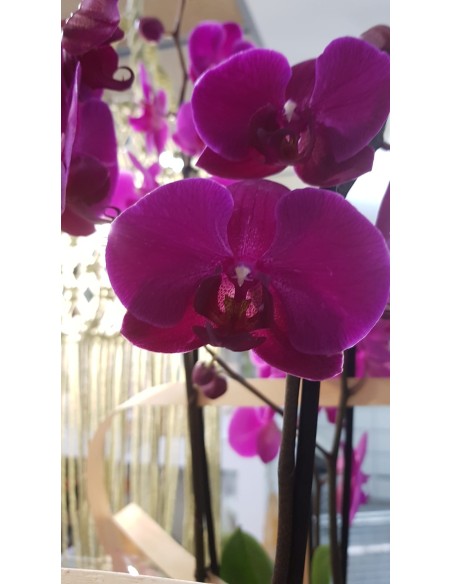 🌷 Orquídea - Phalaenopsis de tres varas | Menta Floristas | Floristería en Lugo