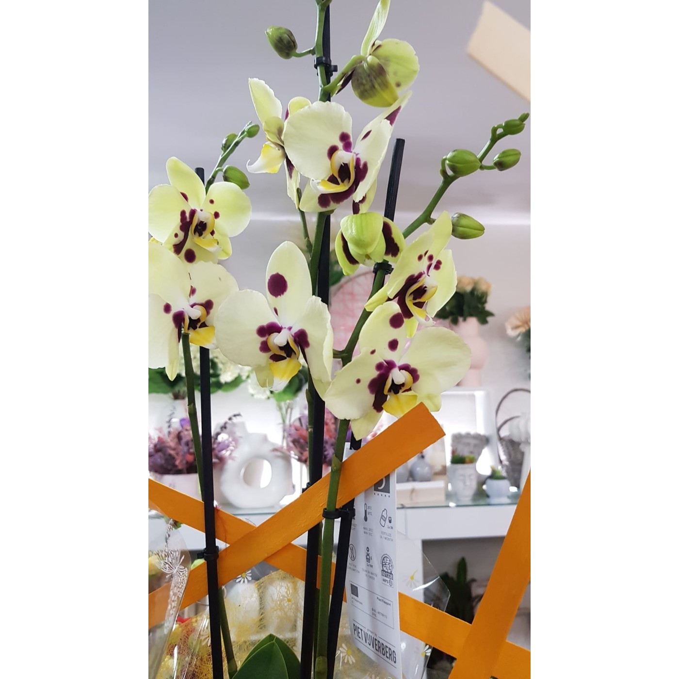 🌷 Orquídea - Phalaenopsis de tres varas | Menta Floristas | Floristería en Lugo