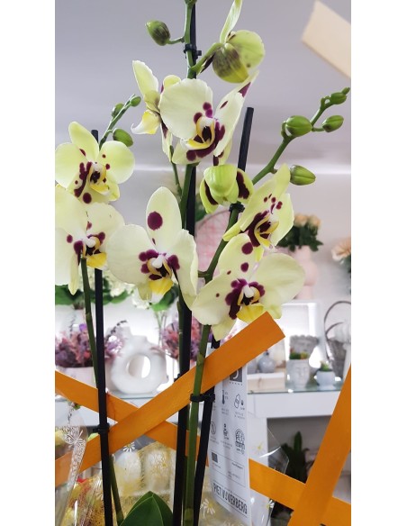 🌷 Orquídea - Phalaenopsis de tres varas | Menta Floristas | Floristería en Lugo