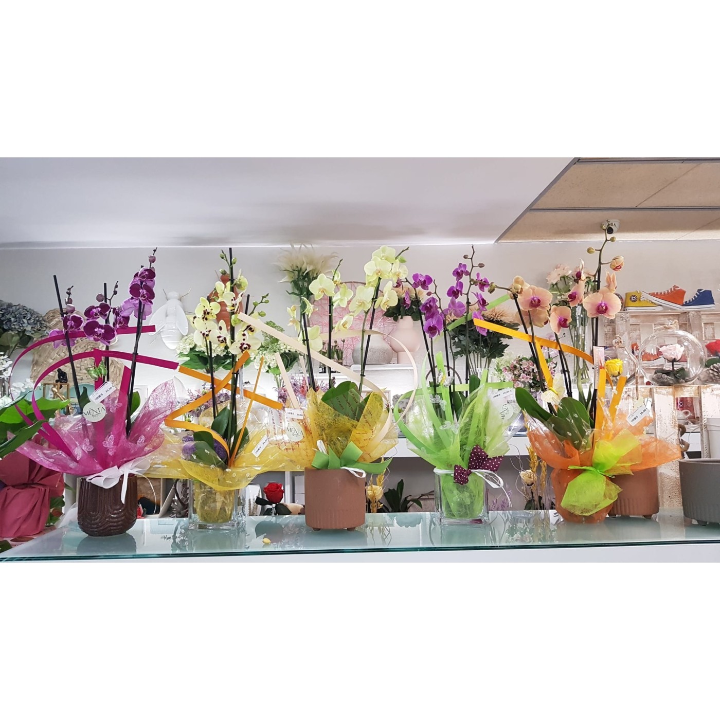 🌷 Orquídea - Phalaenopsis de tres varas | Menta Floristas | Floristería en Lugo