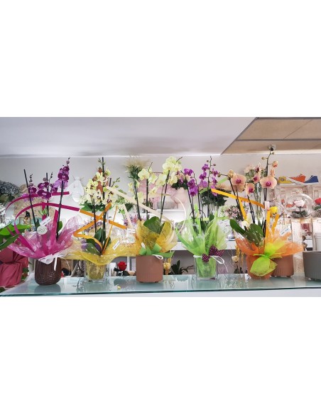 🌷 Orquídea - Phalaenopsis de tres varas | Menta Floristas | Floristería en Lugo