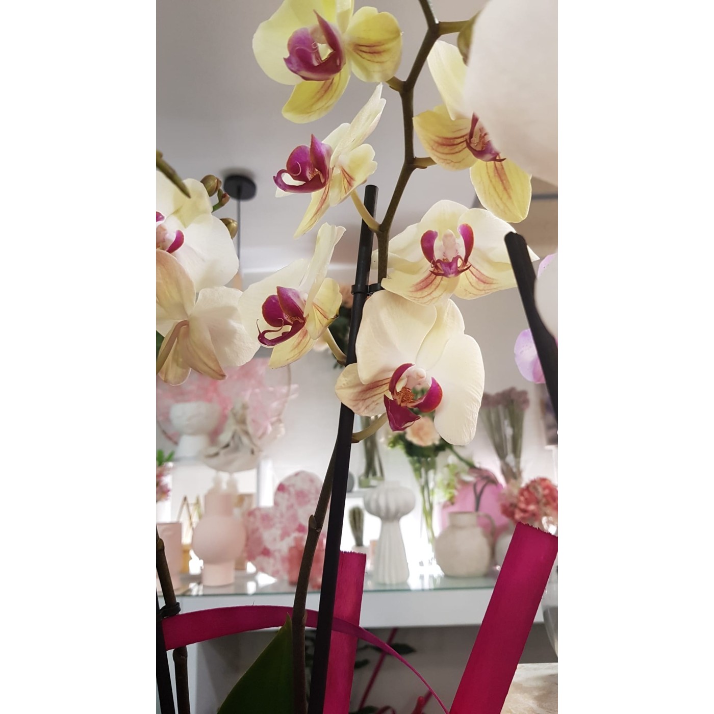 🌷 Orquídea - Phalaenopsis de tres varas | Menta Floristas | Floristería en Lugo