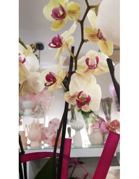 🌷 Orquídea - Phalaenopsis de tres varas | Menta Floristas | Floristería en Lugo