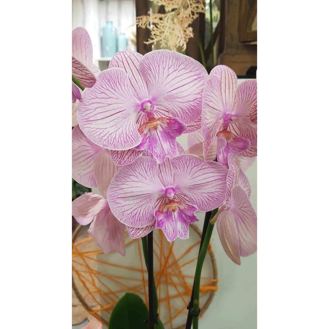 🌷 Orquídea - Phalaenopsis de tres varas | Menta Floristas | Floristería en Lugo