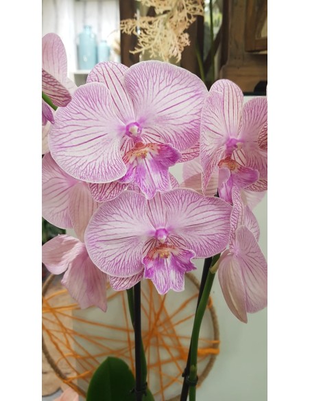 🌷 Orquídea - Phalaenopsis de tres varas | Menta Floristas | Floristería en Lugo