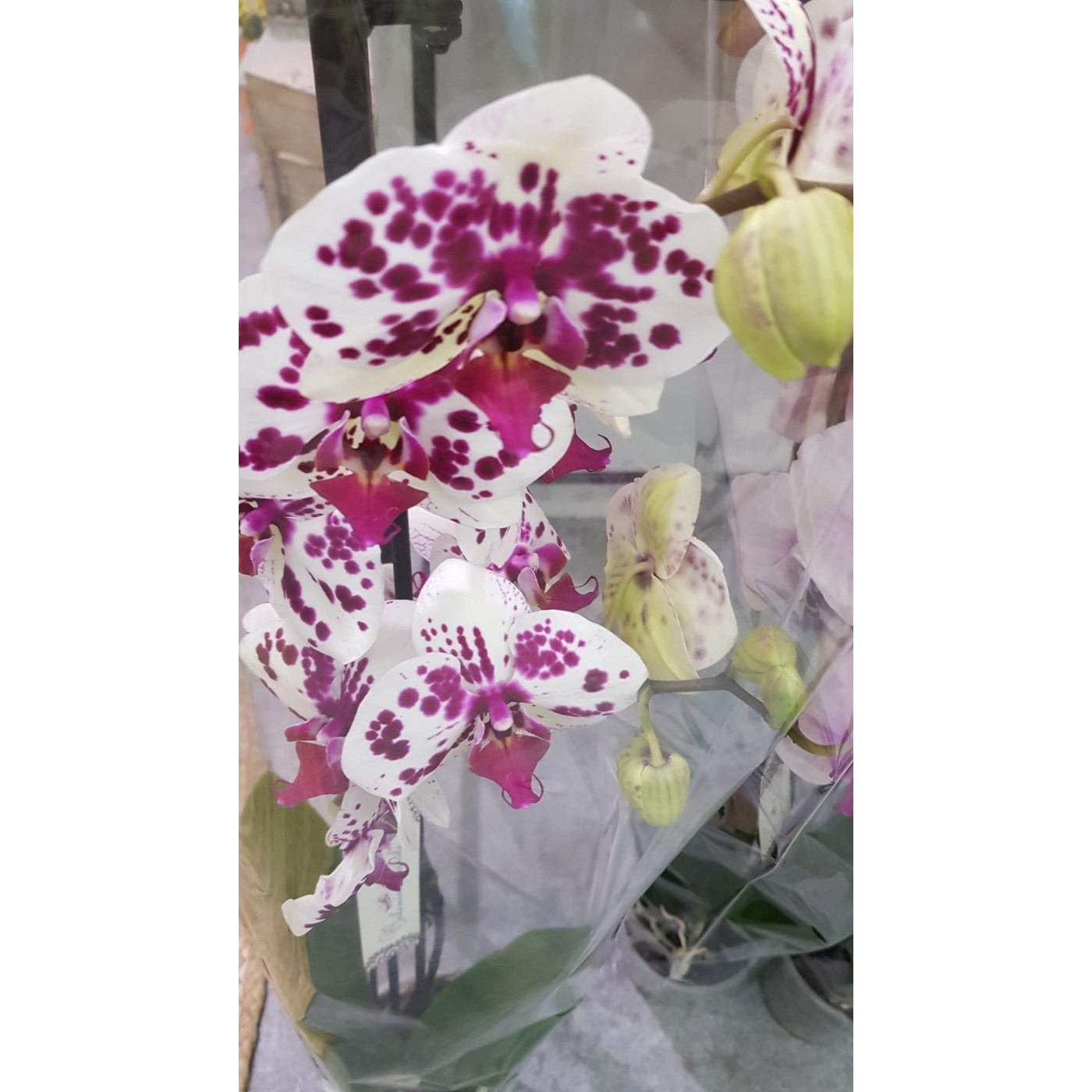 🌷 Orquídea - Phalaenopsis de tres varas | Menta Floristas | Floristería en Lugo