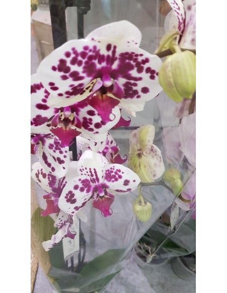 🌷 Orquídea - Phalaenopsis de tres varas | Menta Floristas | Floristería en Lugo