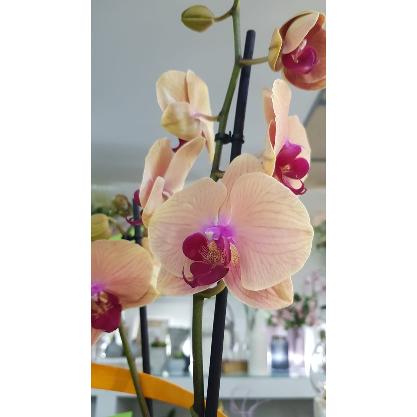 🌷 Orquídea - Phalaenopsis de tres varas | Menta Floristas | Floristería en Lugo
