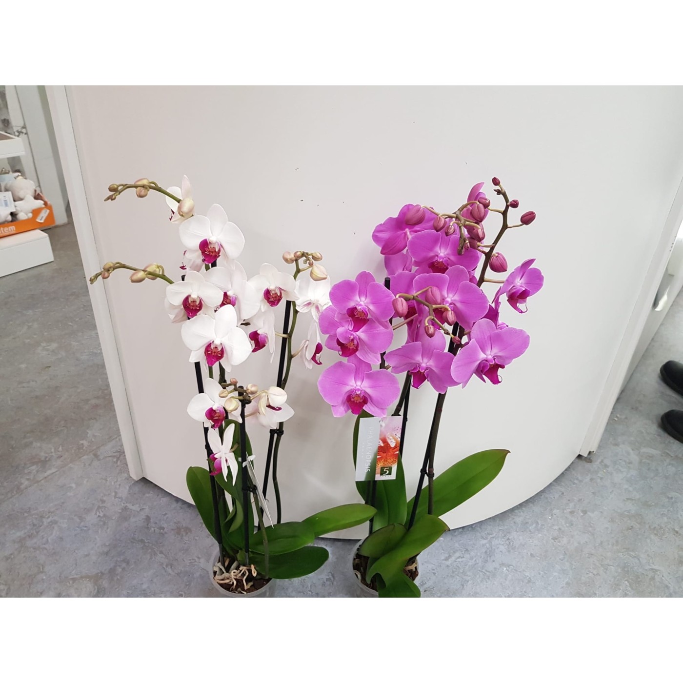🌷 Orquídea - Phalaenopsis de tres varas | Menta Floristas | Floristería en Lugo