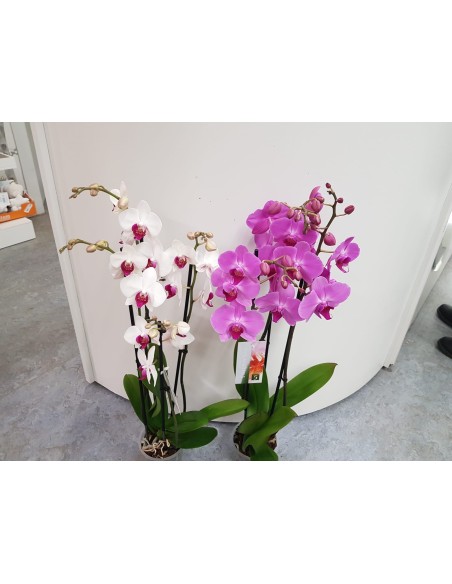 🌷 Orquídea - Phalaenopsis de tres varas | Menta Floristas | Floristería en Lugo