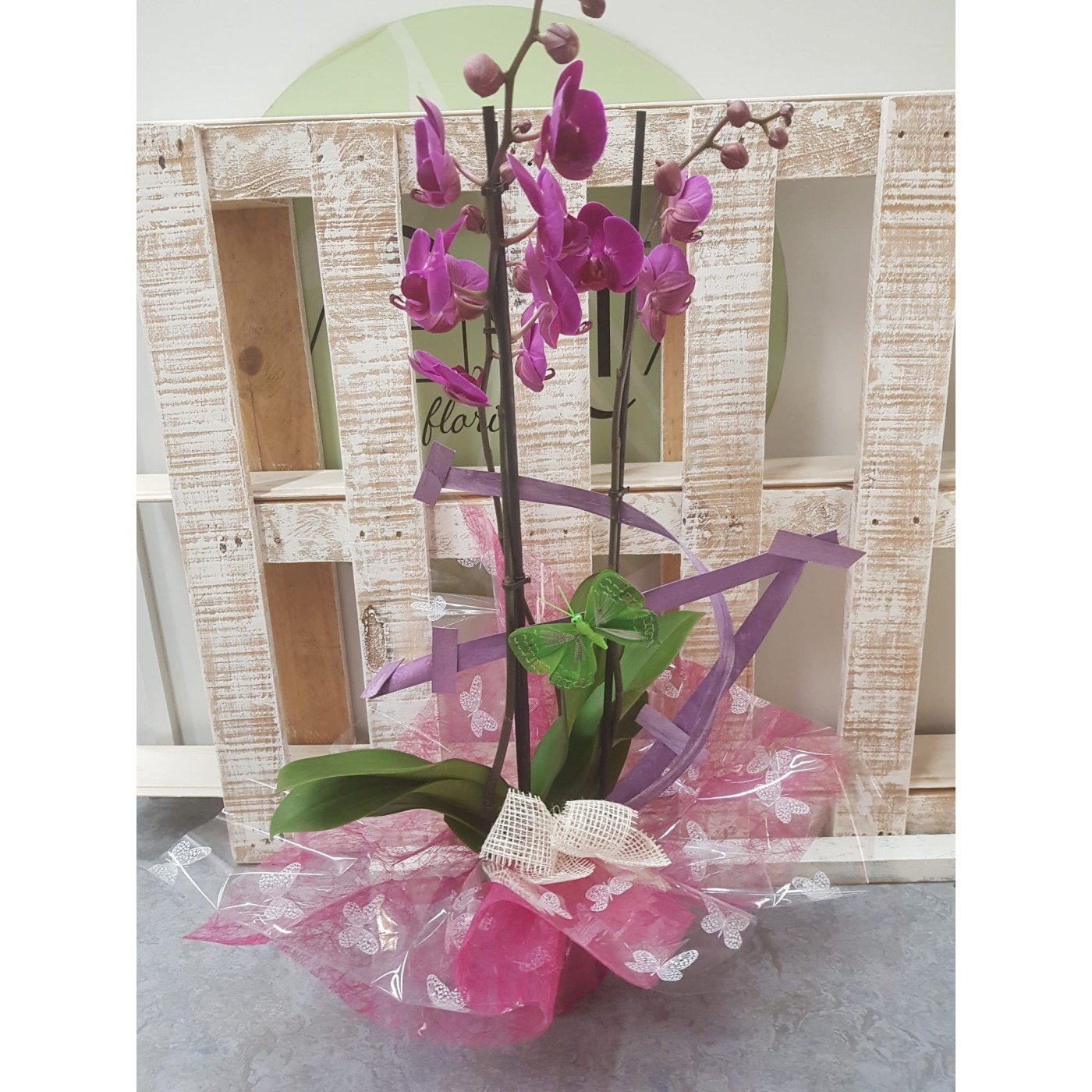 🌷 Orquídea - Phalaenopsis de tres varas | Menta Floristas | Floristería en Lugo