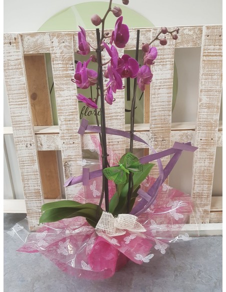 🌷 Orquídea - Phalaenopsis de tres varas | Menta Floristas | Floristería en Lugo