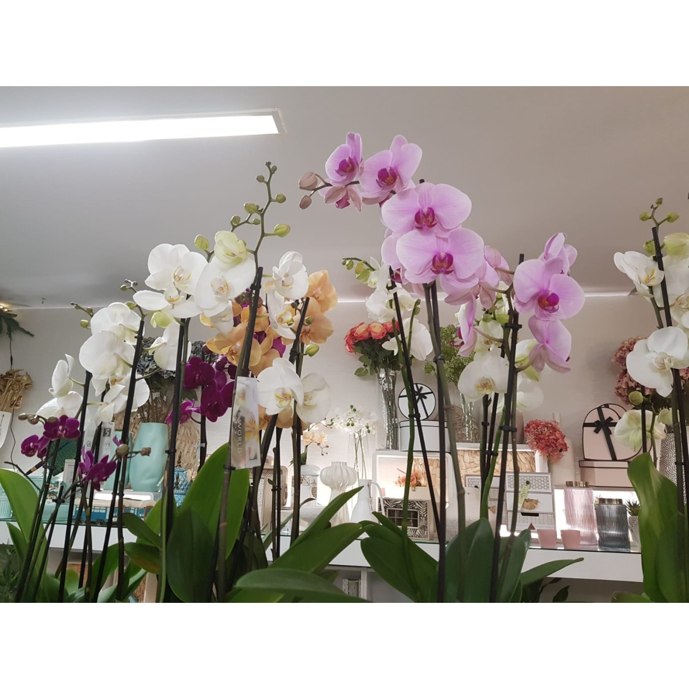 🌷 Orquídea - Phalaenopsis de tres varas | Menta Floristas | Floristería en Lugo