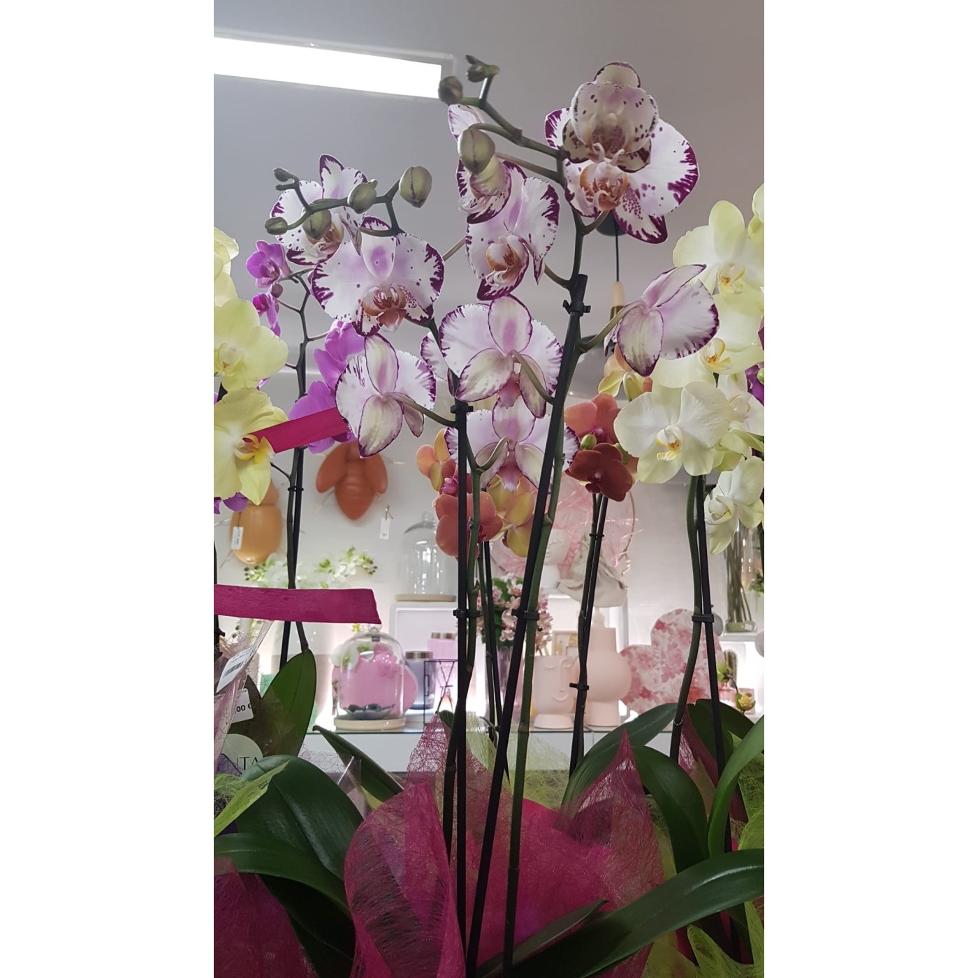 🌷 Orquídea - Phalaenopsis de tres varas | Menta Floristas | Floristería en Lugo