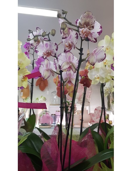 🌷 Orquídea - Phalaenopsis de tres varas | Menta Floristas | Floristería en Lugo
