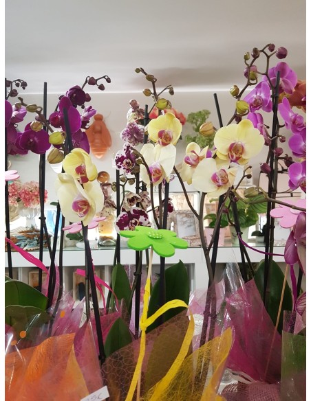 🌷 Orquídea - Phalaenopsis de tres varas | Menta Floristas | Floristería en Lugo