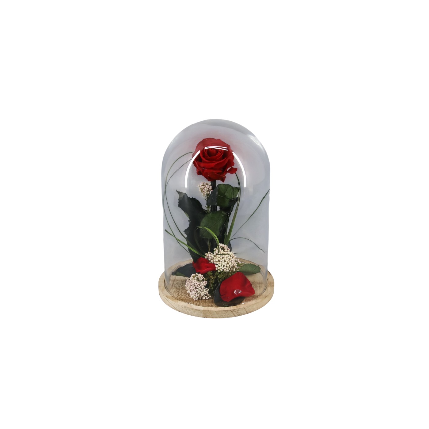 Cúpula rosa preservada